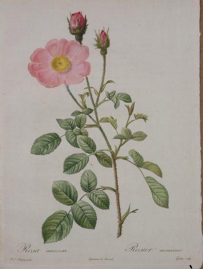 Rosa muscosa (rose mousse), gravée par Gouten, de 